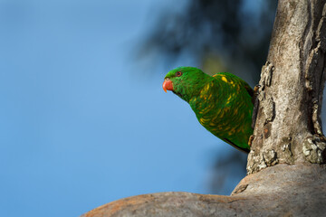 Fototapete bei efototapeten.de bestellen   