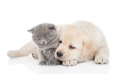 Obraz premium Friendly Golden retriever puppy dog and tiny kitten lying together. isolated on white background