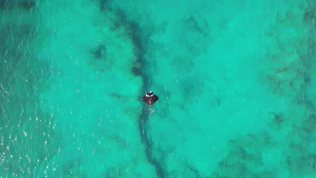 Aerial video of an oceanic manta ray swimming in the shallow water of the Ningaloo Reef. Manta ray in Western Australia. Ocean wildlife.