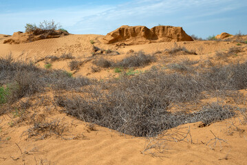 Fototapeta na wymiar In the desert 