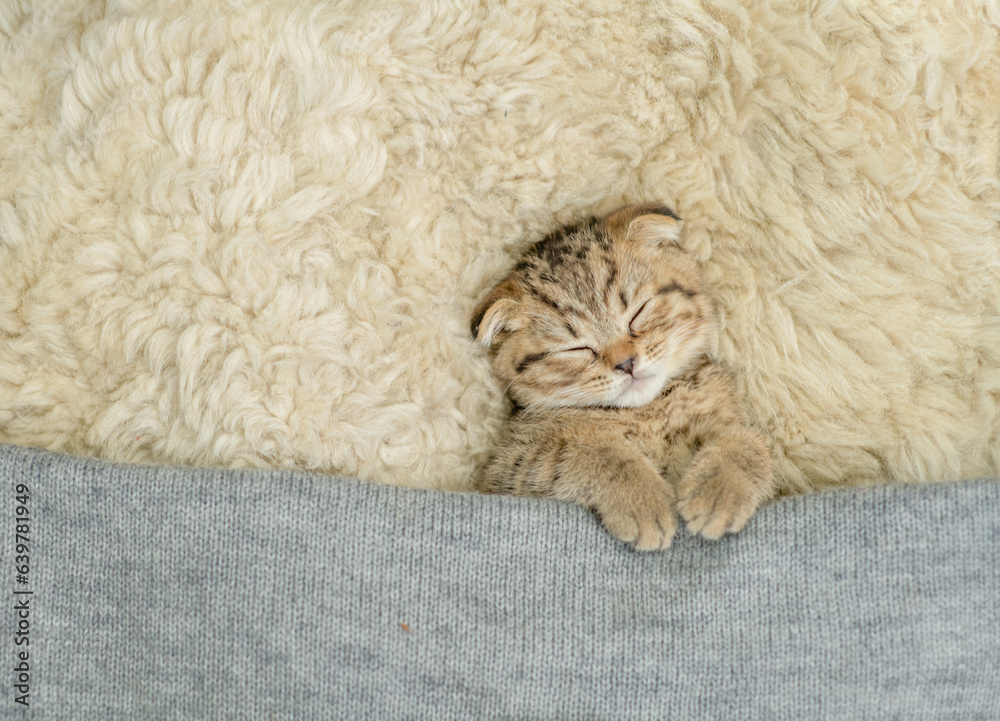 Poster Cozy kitten sleeps under blanket on a bed at home. Top down view. Empty space for text