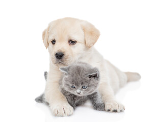 Friendly Golden Retriever puppy embraces a tiny gray kitten. isolated on white background