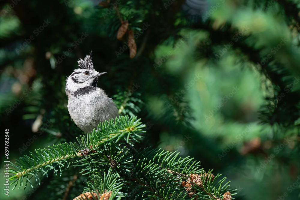 Wall mural the crested tit (lophophanes cristatus)