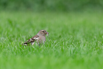 Hunting in the meadow, the chaffinch female (Fringilla coelebs) 