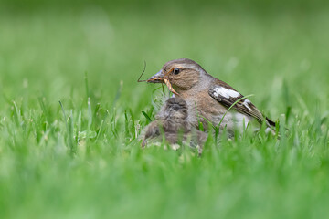 The chaffinch female ready to feed chick (Fringilla coelebs) 