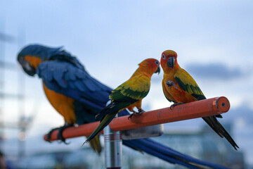 A cockatoo that perches on a tree, a free-flying bird.