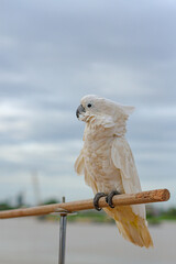 A cockatoo that perches on a tree, a free-flying bird.