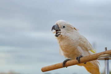 A cockatoo that perches on a tree, a free-flying bird.