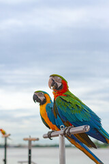 A cockatoo that perches on a tree, a free-flying bird.