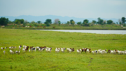 Fototapeta premium Goats grazing in the green field. At PASAK CHONLASIT DAM Thailand.