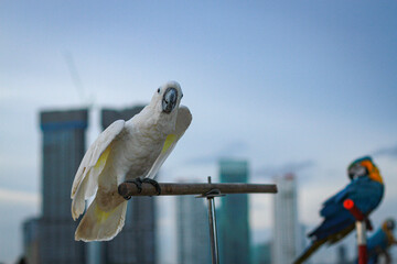 A cockatoo that perches on a tree, a free-flying bird.