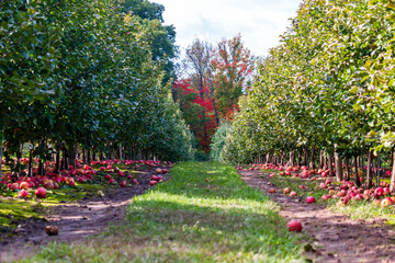 Apple picking farm, Apple Orchards