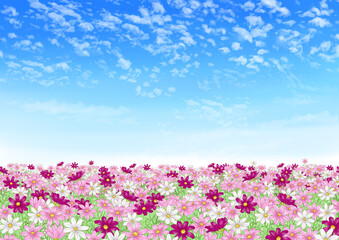 Blue sky and cosmos field (red, pink and white)