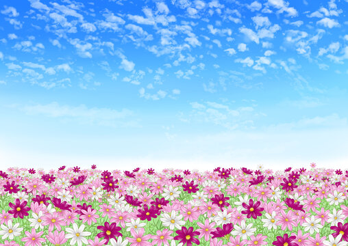 Blue sky and cosmos field (red, pink and white) © 虹見