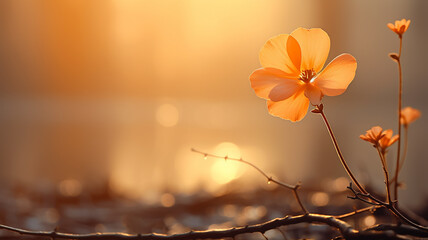 the marigold flower is lonely against the background of an autumn park in the fog of the morning landscape