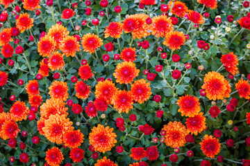 Autumn flowers. Orange Chrysanthemums