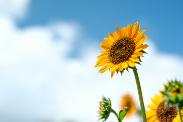 真夏のひまわり、青空をバックに元気に咲きほこる