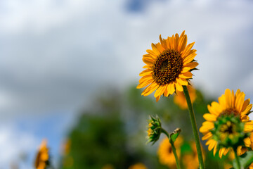 真夏のひまわり、青空をバックに元気に咲きほこる