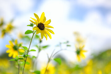真夏のひまわり、青空をバックに元気に咲きほこる