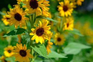 真夏のひまわり、青空をバックに元気に咲きほこる
