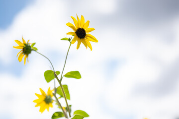 真夏のひまわり、青空をバックに元気に咲きほこる