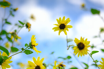 真夏のひまわり、青空をバックに元気に咲きほこる
