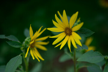 真夏のひまわり、青空をバックに元気に咲きほこる