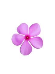 pink frangipani flower isolated on white