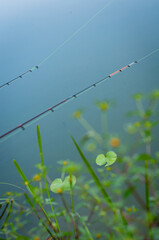two tops of feeder rods on the background of water and aquatic vegetation
