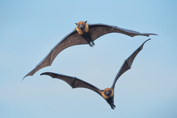 Lyle's flying fox flying on blue sky, big bats - 639790925