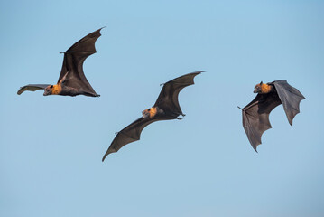 Lyle's flying fox flying on blue sky, big bats - 639790941