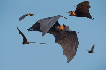 Lyle's flying fox flying on blue sky, big bats - 639790942