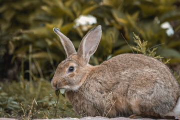 A female European rabbit eats green grass towards the camera lens. Close-up portrait of a cute rabbit on a summer morning.