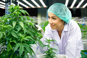 female scientist cutting cannabis plants in the greenhouse