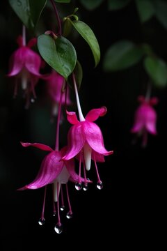 Fuchsia flowers with raindrops. Close-up image