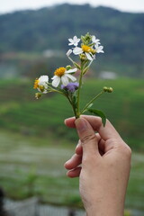 Fototapeta na wymiar a woman's hand holding a flower arrangement