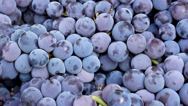 Red grapes in Rotate , Frash grapes