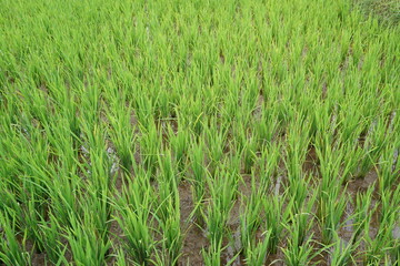 abstract background of rice fields