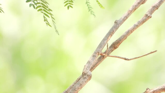 Pied bushchat bird fly away