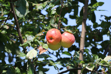 Apples in the tree summer time