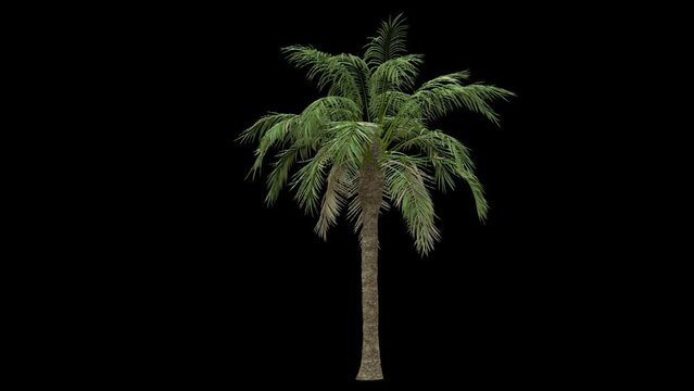 Breezy palm tree with straight trunk fully isolated with alpha channel