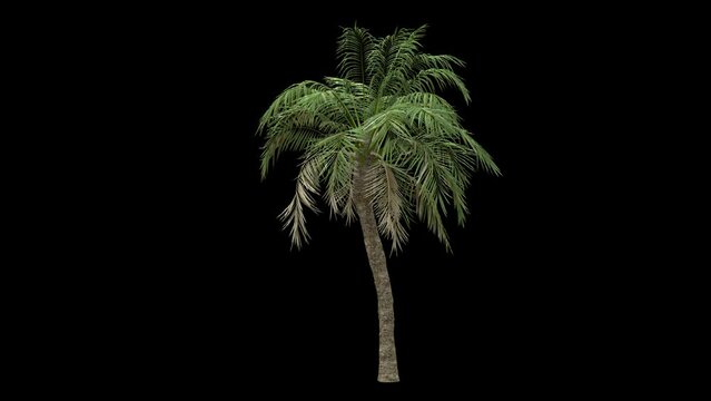 Windy palm tree fully isolated with alpha channel