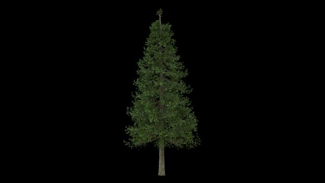 Breezy Pine tree with a long trunk fully isolated with alpha channel