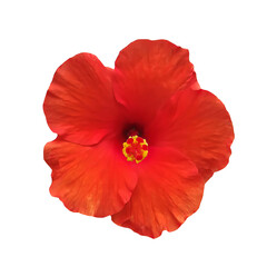 Tropical Red Hibiscus flower or Chinese Rose bloom and isolated on a white or transparent background. Photos of local native flora in nature.