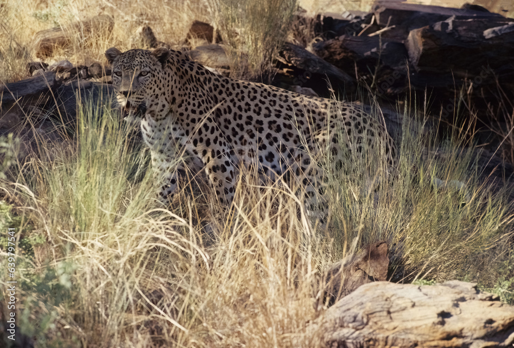 Wall mural African leopard