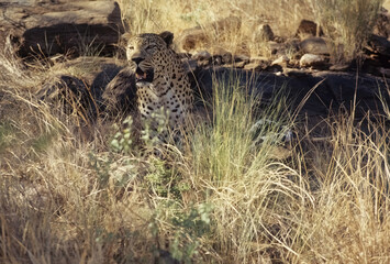African leopard
