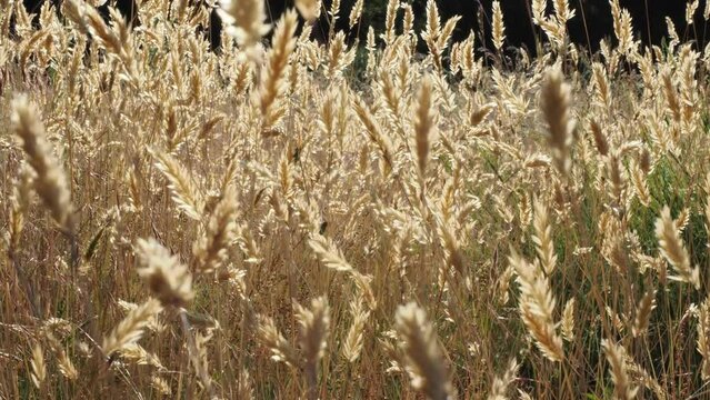 Wind blowing through a summer meadow