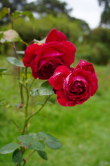 red rose in garden