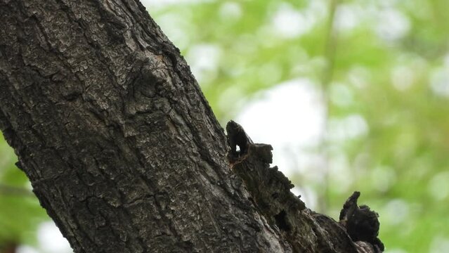 Indian Robin bird , calling ,close up view