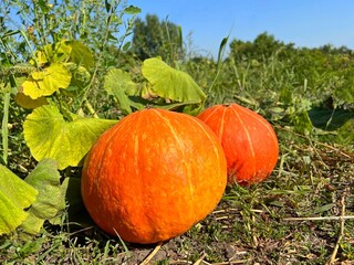Pumpkins grow on a field.